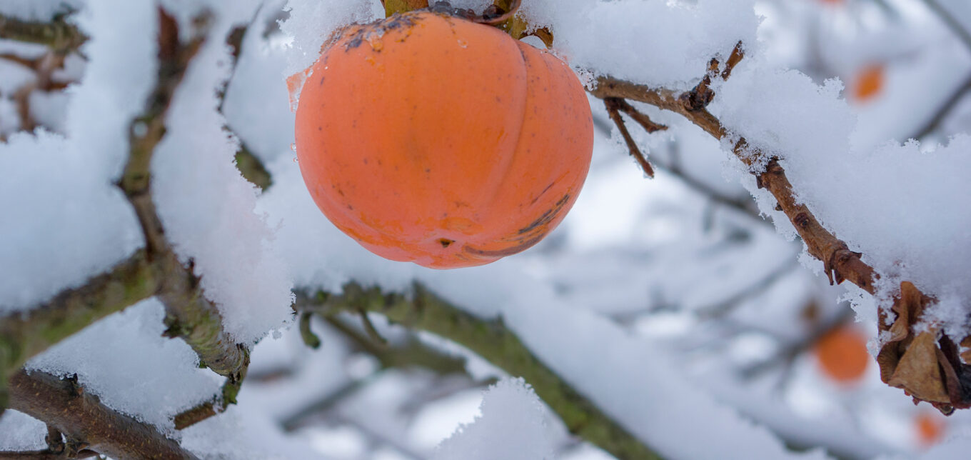 Cold-Weather Foraging for Wild Persimmons – Mother Earth News - Vimarsana News